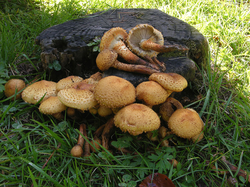 Pholiota squarrosa (Weigel: Fr.) Kummer